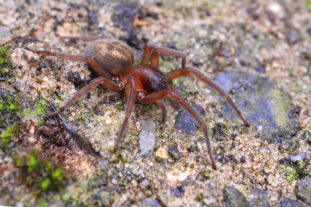 Amaurobius sp.  - Portovenere (SP)